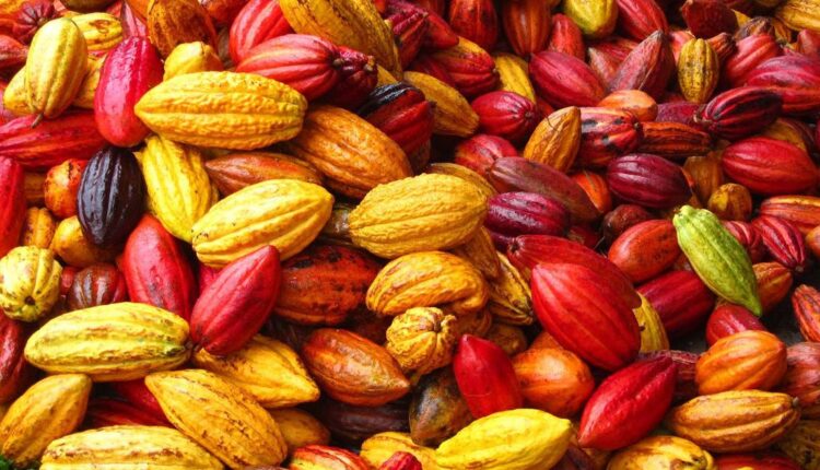 cacao